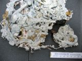 Abb. 2: Zerbrochene Plastik, Ansicht Rückseite